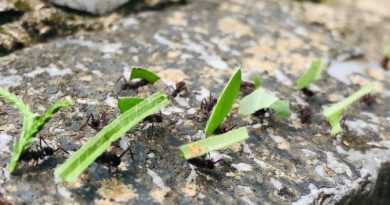 Como fazer controle de formigas em jardim