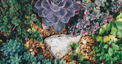 Jardim de suculenta - Como cuidar