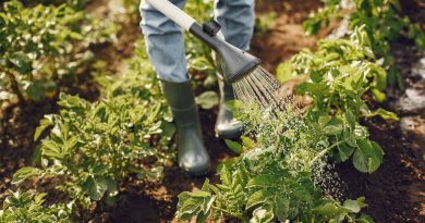 5 dicas para deixar a sua horta mais produtiva