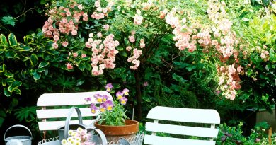Jardinagem - dicas de como organizar as plantas em um jardim pequeno