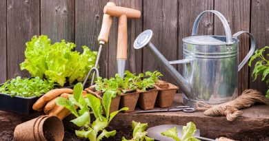 7 Dicas de jardinagem para iniciantes