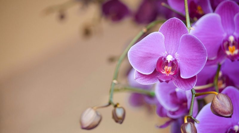 Orquídeas - saiba mais sobre